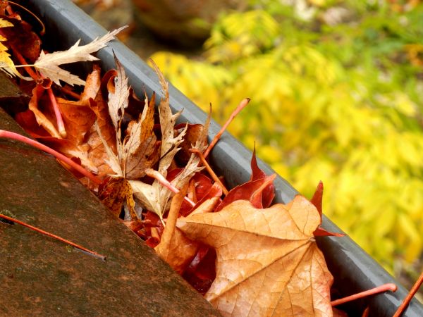 Cost of Roof Gutter Debris Removal in Keller