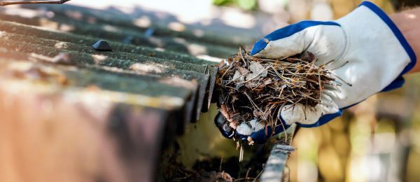 Cost of Pine Needle Gutter Cleaning in Keller